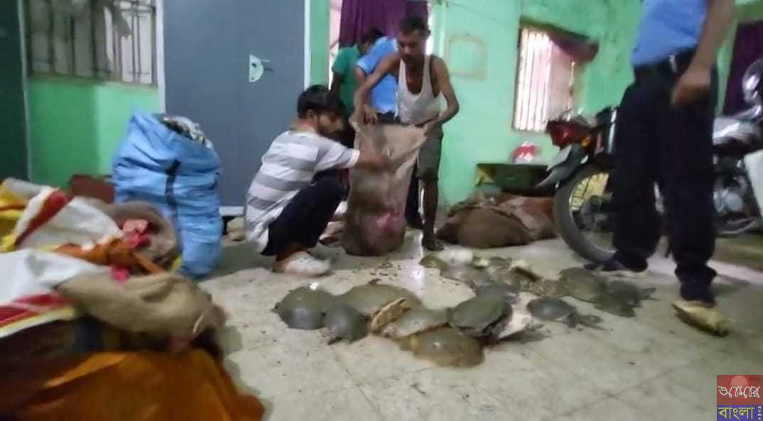 ট্রেনে করে কচ্ছপ পাচার রুখতে বড়সড় সাফল্য পেল মালদা জিআরপি