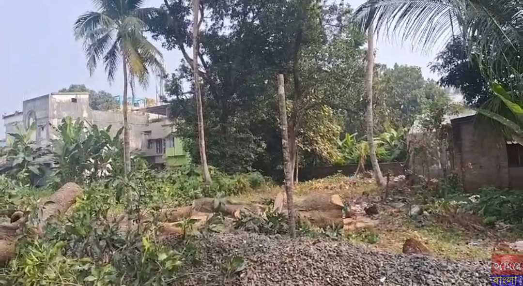 কাউগাছি ১ গ্রাম পঞ্চায়েত এলাকায় কেটে ফেলা হচ্ছে বহু শতাব্দী প্রাচীন পুরানো গাছ