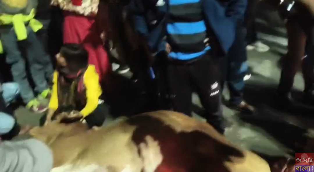 জাতীয় সড়কে গৃহপালিত পশুর মৃতদেহ রেখে অবরোধ।